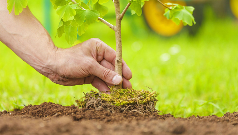 Opération plante ton arbre