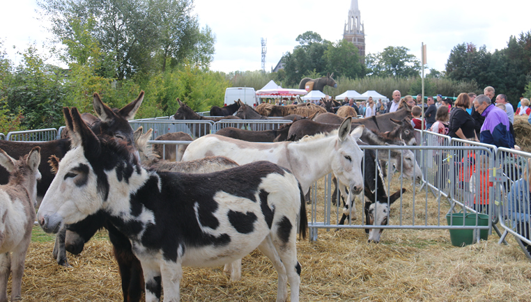 Estiv’ânes, la fête de l’âne